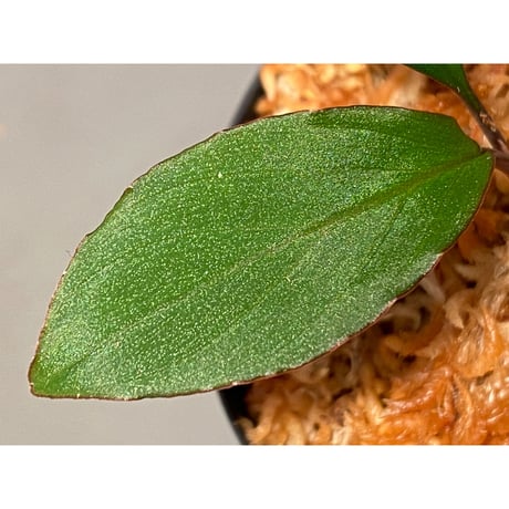 Homalomena sp. "Nanga pinoh" セミビロード Melawi Kal barat [TB]