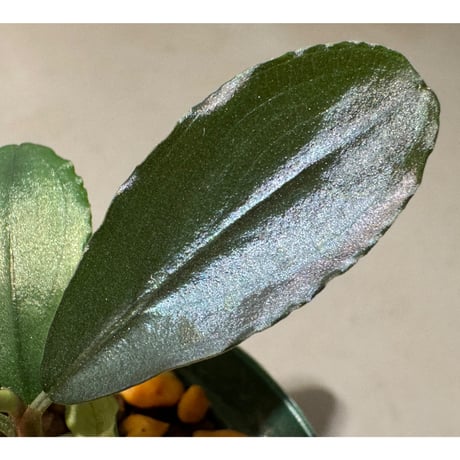 Bucephalandra sp. "Blu Scuro" [カミハタ]