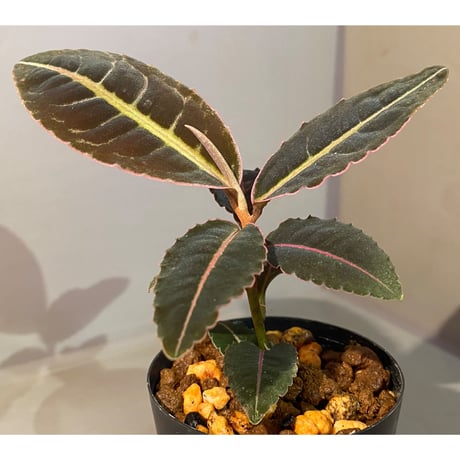 Labisia sp. from Sumatera barat [TB]