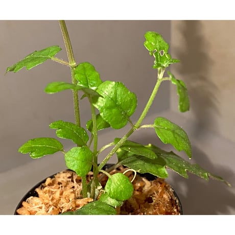Scrophulariaceae sp. from Valencia, Negros Oriental