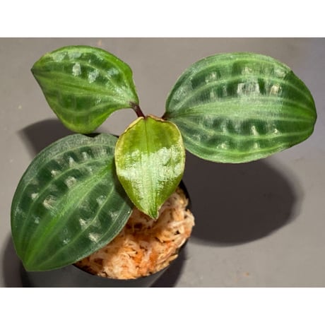 Geogenanthus undatus from Tarapoto Peru [tanakay]
