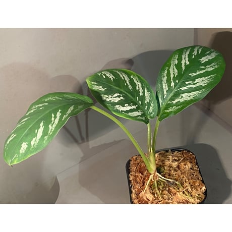 Schismatoglottis sp. "Nanga pinoh" [TB]