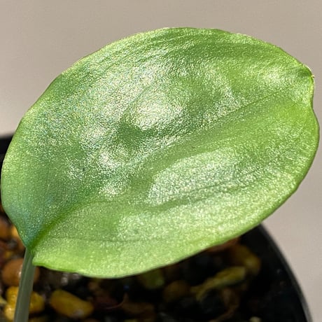 Homalomena sp. "Shirogane"  SGR from Pulau Linga [HW1017-XX]