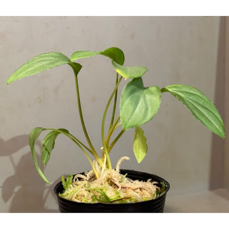 Homalomena sp. "銀A" from Cameron Highland [TK160116]