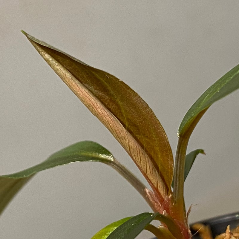 Homalomena sp. 