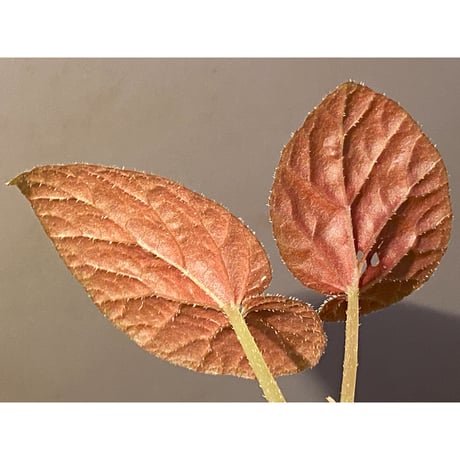 Begonia sp. from Trat Thailand ②