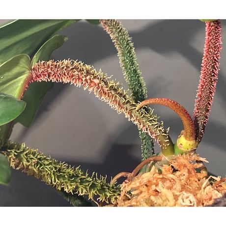 Philodendron squamiferum ①