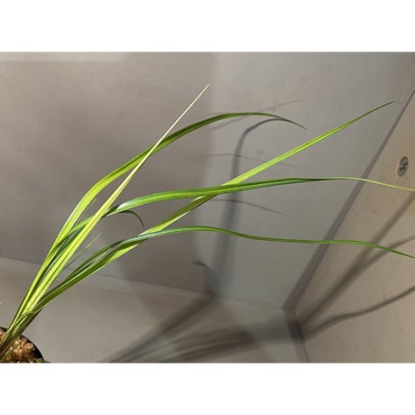 Mapania sp. from "Nanga pinoh" Melawi Kalimantan barat [TB] ①