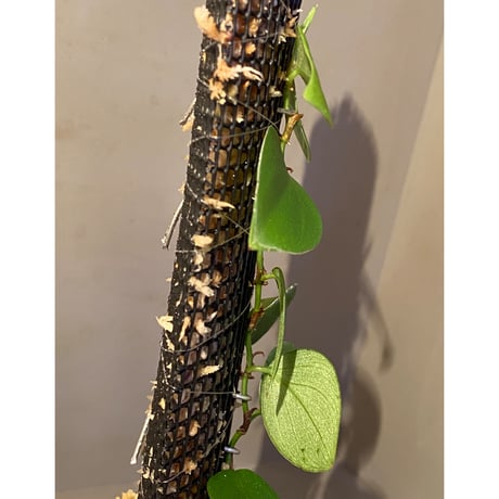 Philodendron sp. from Iquitos Peru [tanakay]
