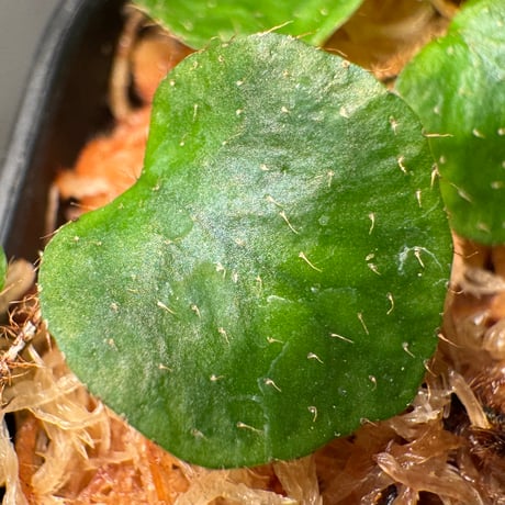 Microgramma reptans