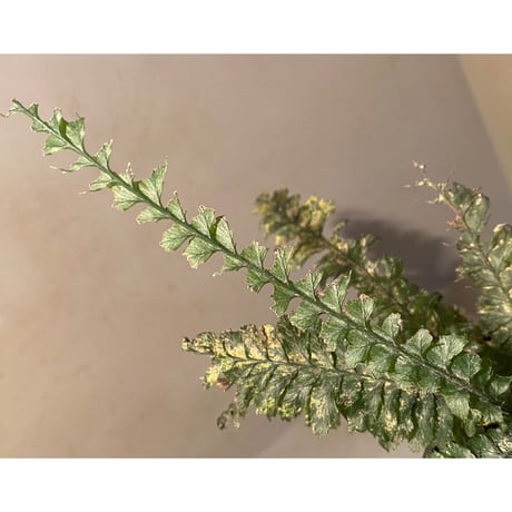 (大株) Cephalomanes sp. from Trat Thailand ①