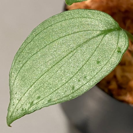 Homalomena sp. "Emerald Silver × ?" wf1 from Kepulauan Riau [KZT]