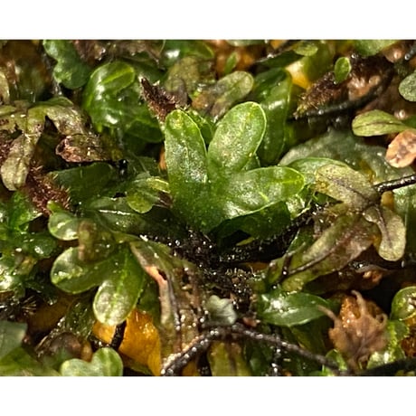 Crepidomanes sp. from Calicut