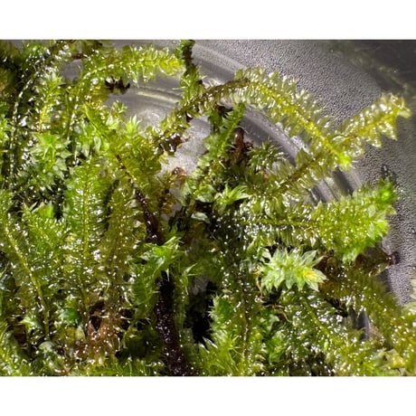 Taxiphyllum sp. from Lake Matano Sulawesi ②