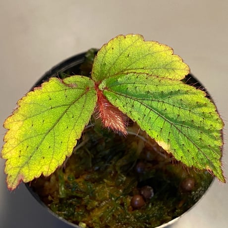 Begonia sp. from "Mentarang" Malinau Kalimantan utara [TB]
