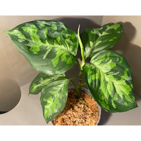 Aglaonema pictum "Blue Nias" from Pulau Nias [AZ0912-3.5]