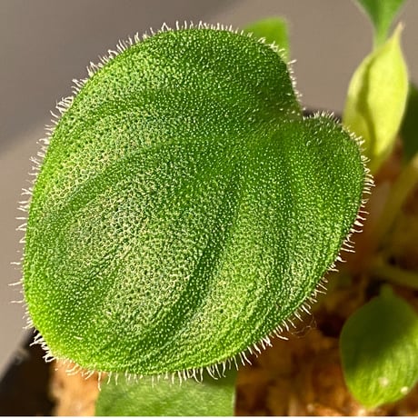 Homalomena sp. from Sumatera  Utara [LA0718-z-u]