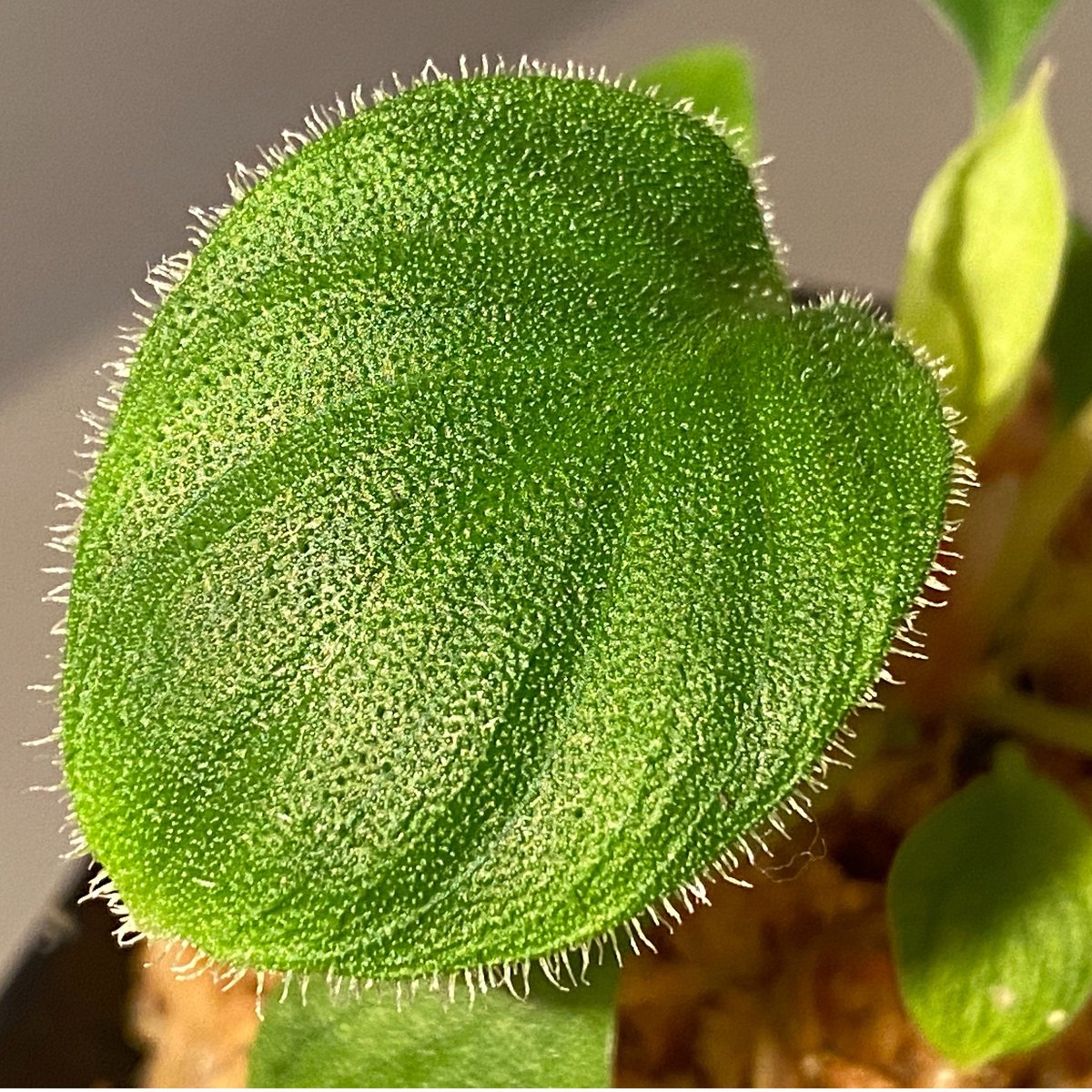 Homalomena sp. from Sumatera Utara [LA0718-z-u