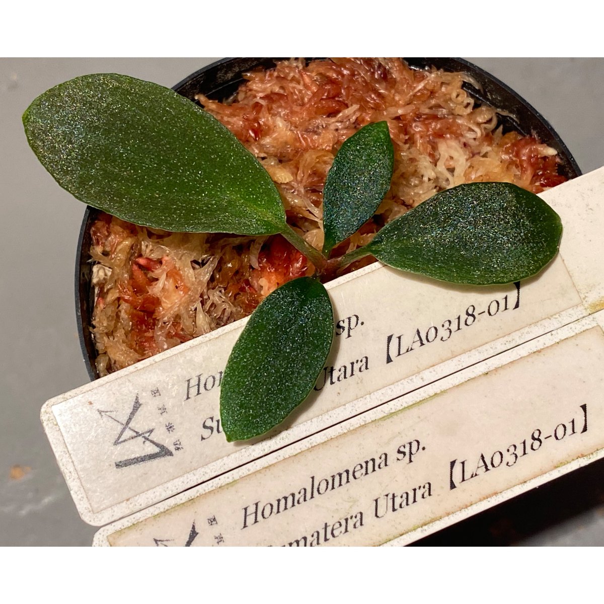 Homalomena sp. \"月輪\" [LA0318-01] Homalomena sp. 
