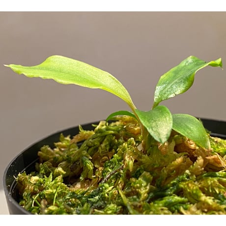 Homalomena cf. hasei from Aceh sumatera [LA1118-03]