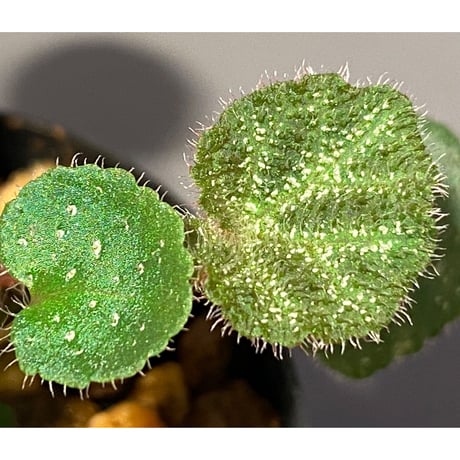 Begonia ningmingensis var. bella