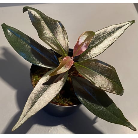 Ardisia sp. from Irian Jaya Papua