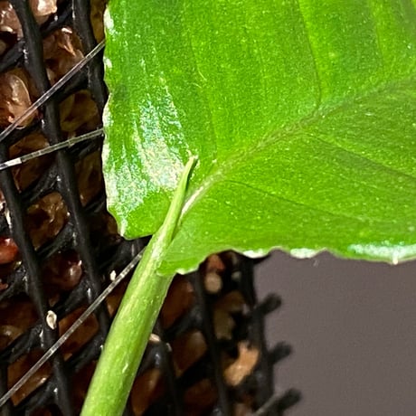 Unknown from Iquitos Peru [tanakay]