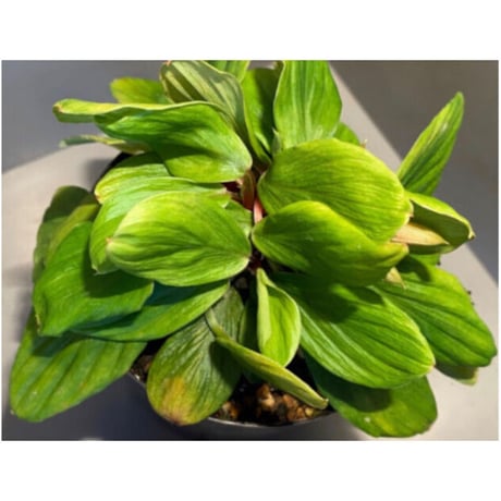 Homalomena sp. [LA0317-z-r]