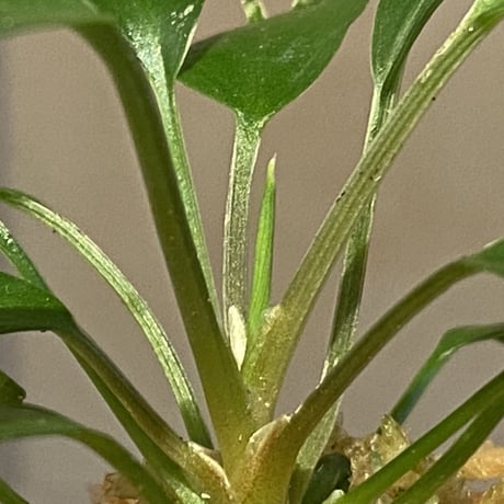 Homalomena sp. Sekadau Selatan