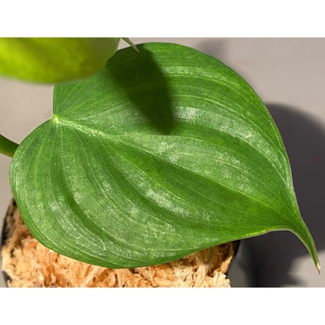 Philodendron sp. from Iquitos Peru [tanakay]