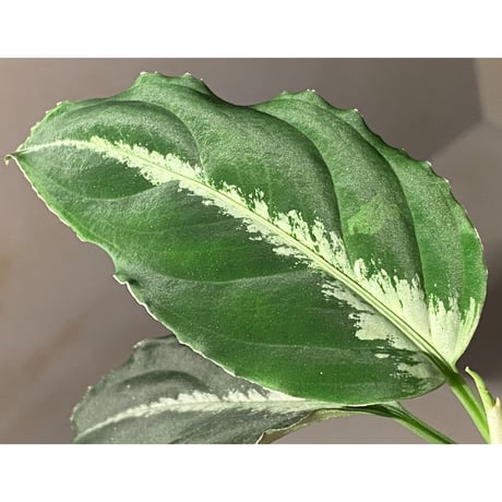 Aglaonema pictum "BB4.5th" BNN from Sibolga timur [AZ0617-43] No4