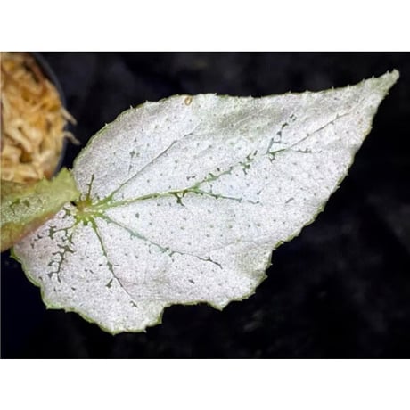 Begonia formosana from Taiwan