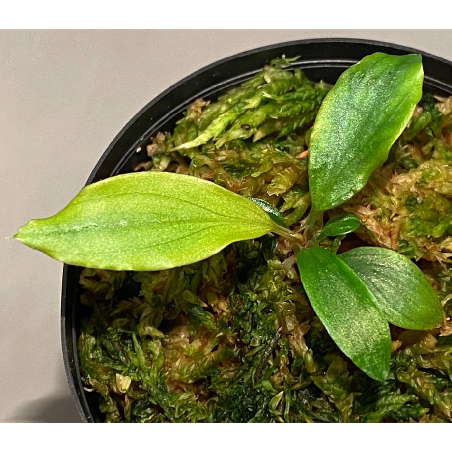 5feb0247b00aa353b8a40ca9