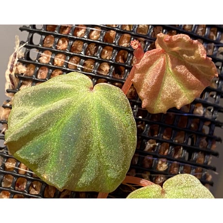 Begonia sp. from Sarawak