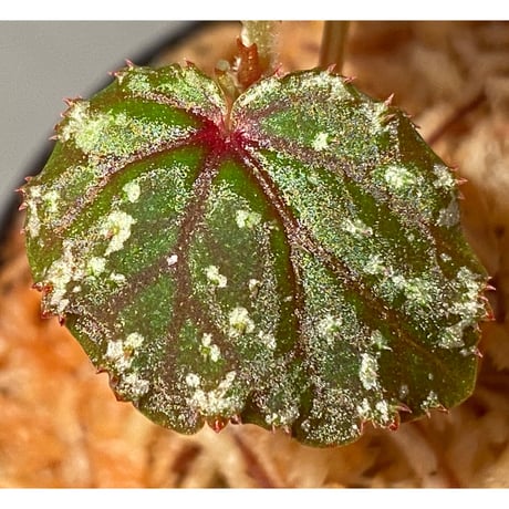 Begonia sp. from North Toraja [S0919-02] 伊藤蟻植物農園