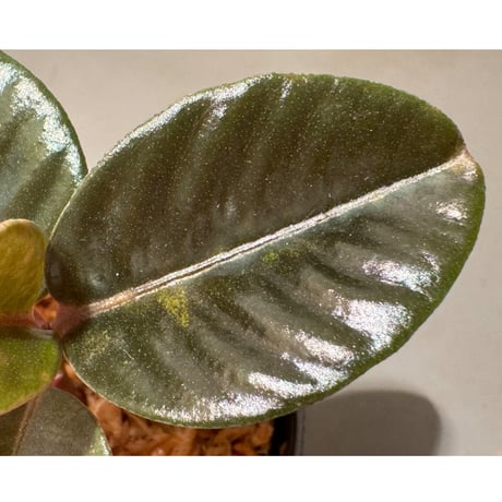 Labisia sp. from Landak West Kalimantan