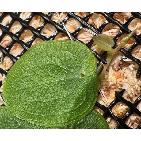 Pothos barberianus from Kapuas fulu West Kalimantan