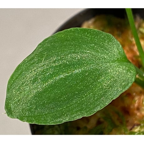 Homalomena sp. "Mobius GG" BNN from Sibolga utara [IDY1018-1]