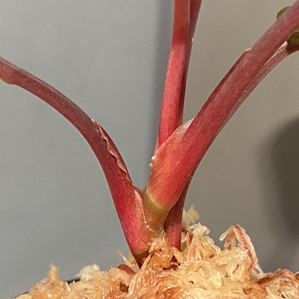 Homalomena sp. aff Insignis“Sarawak”[TB] Homalomena sp Sulawesi - Borneo Aquatic