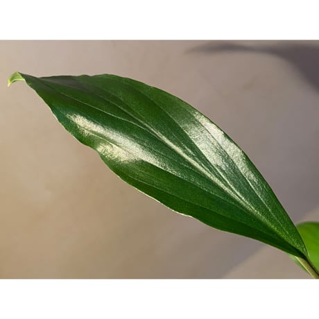 Homalomena sp. Sekadau Selatan