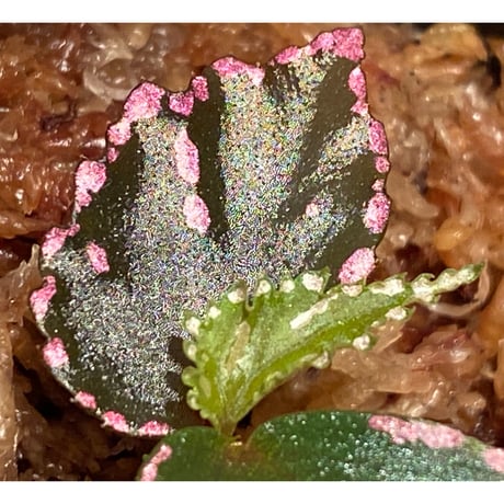 Begonia sp. ぼっち株 from Julau [R1214-01b]