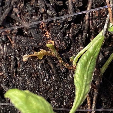 Teratophyllum ludens from Selangor Malaysia