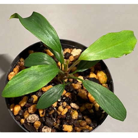 Homalomena cf. hasei from Aceh sumatera [LA1118-03]