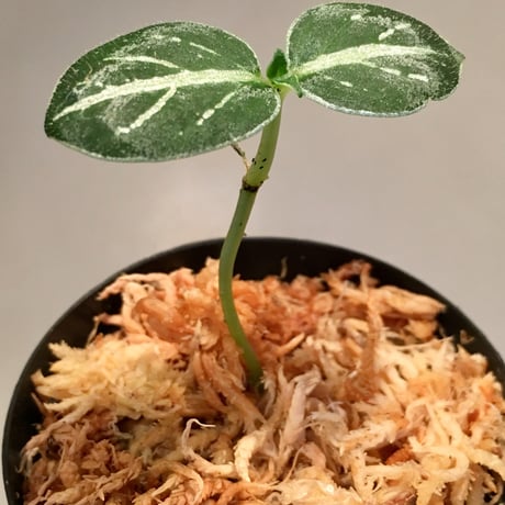 Argostemma bifolium from Bukit Larut [TK130717]