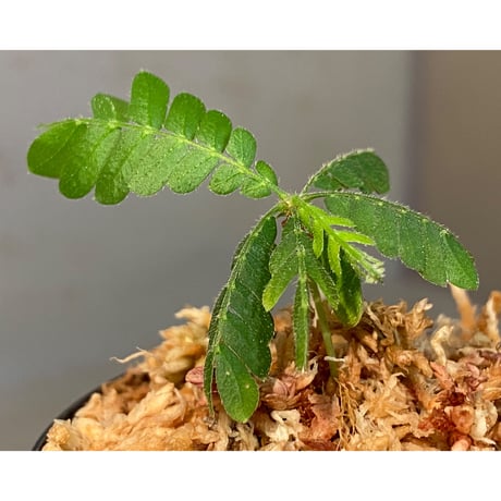 Biophytum sp. BB8th [LA]