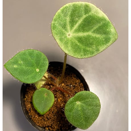 Begonia kingiana from Jerantut [TK170717]