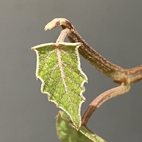 Pterisanthes sp. from Sabah-1 [R0515-01a]