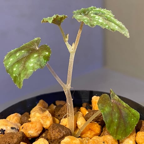Begonia tenuifolia from Sukasada Bali [S0320-02] 伊藤蟻植物農園