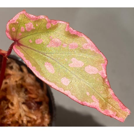 Begonia sp. "Crazy pink" from Lampung sumatera [LA1118-03]