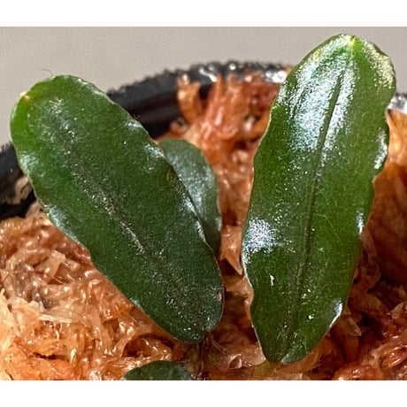Bucephalandra sp. "Sintang-5L" Sintang [HW0220-08]